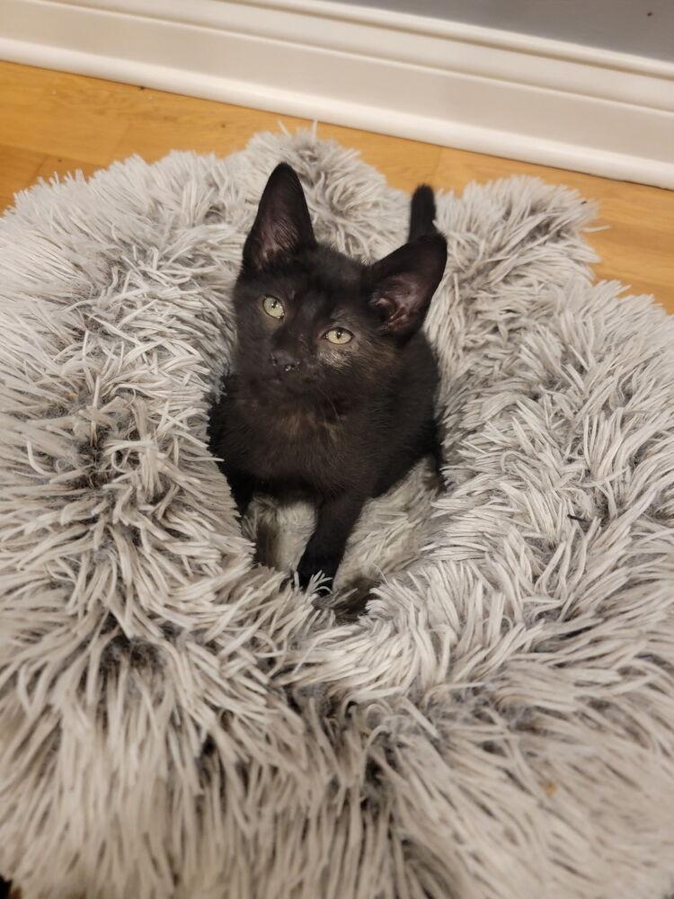 Wizard, a Adoptable Domestic Short Hair in Palatine, IL image 2/4