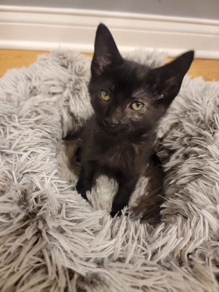 Wizard, a Adoptable Domestic Short Hair in Palatine, IL image 3/4