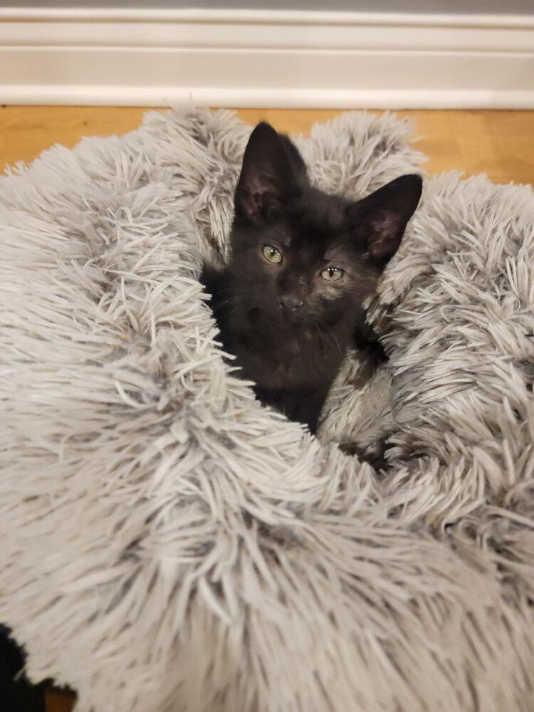 Wizard, a Adoptable Domestic Short Hair in Palatine, IL image 4/4