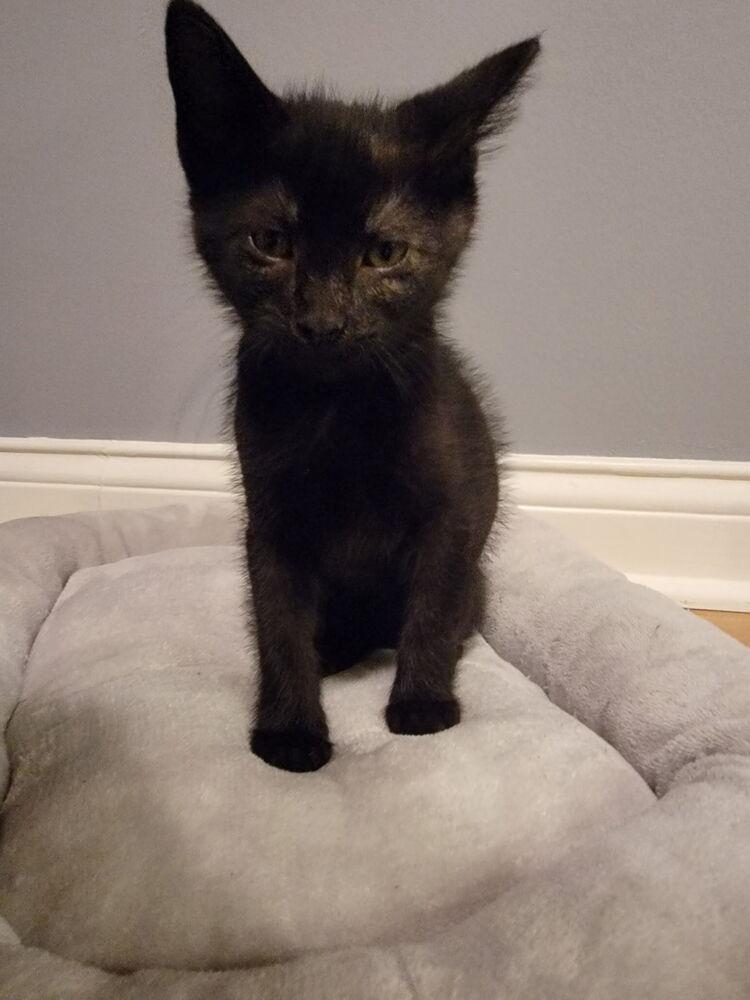 Wizard, Adoptable, Kitten Male Domestic Short Hair.