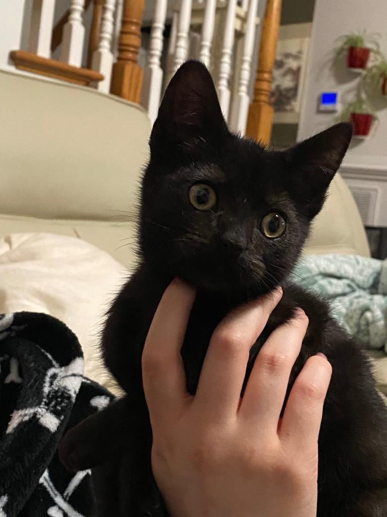 Tsuki, Adoptable, Kitten Male Domestic Short Hair.
