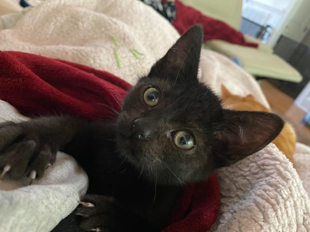Enlarge Tsuki, a Adoptable mixed breed in Johnson City, TN image 2/6