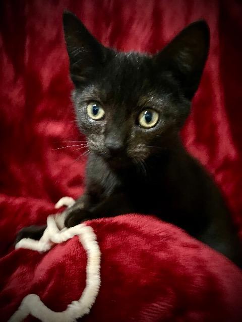 Enlarge Tsuki, a Adoptable mixed breed in Johnson City, TN image 6/6