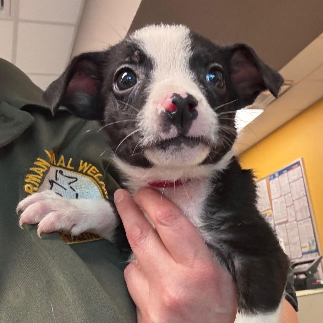 Julia, Adoptable, Puppy Female Jack Russell Terrier & Australian Shepherd.