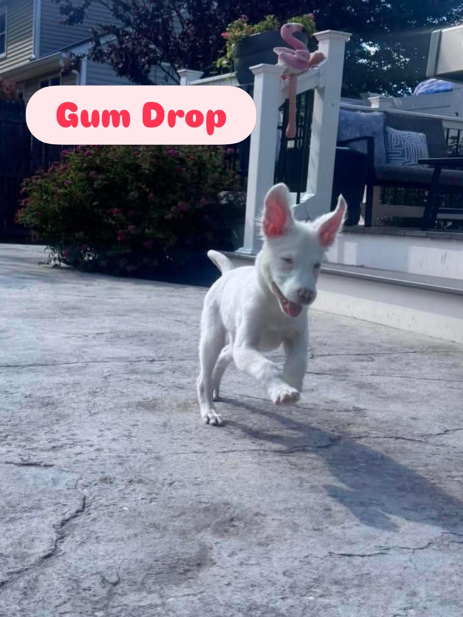 Gum Drop, adopted, Puppy Female Australian Shepherd.