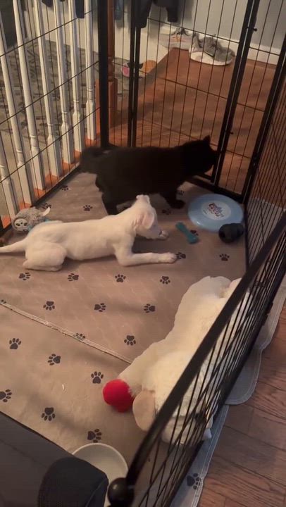 Enlarge Gum Drop, an adopted mixed breed in Billerica, MA video 3/6