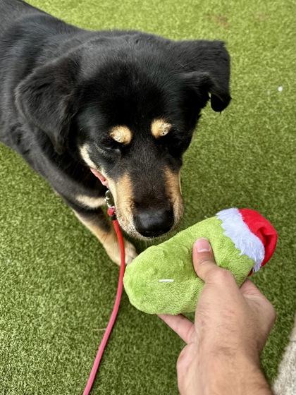 Sadie, Adoptable, Adult Female Mixed Breed & Mixed Breed.