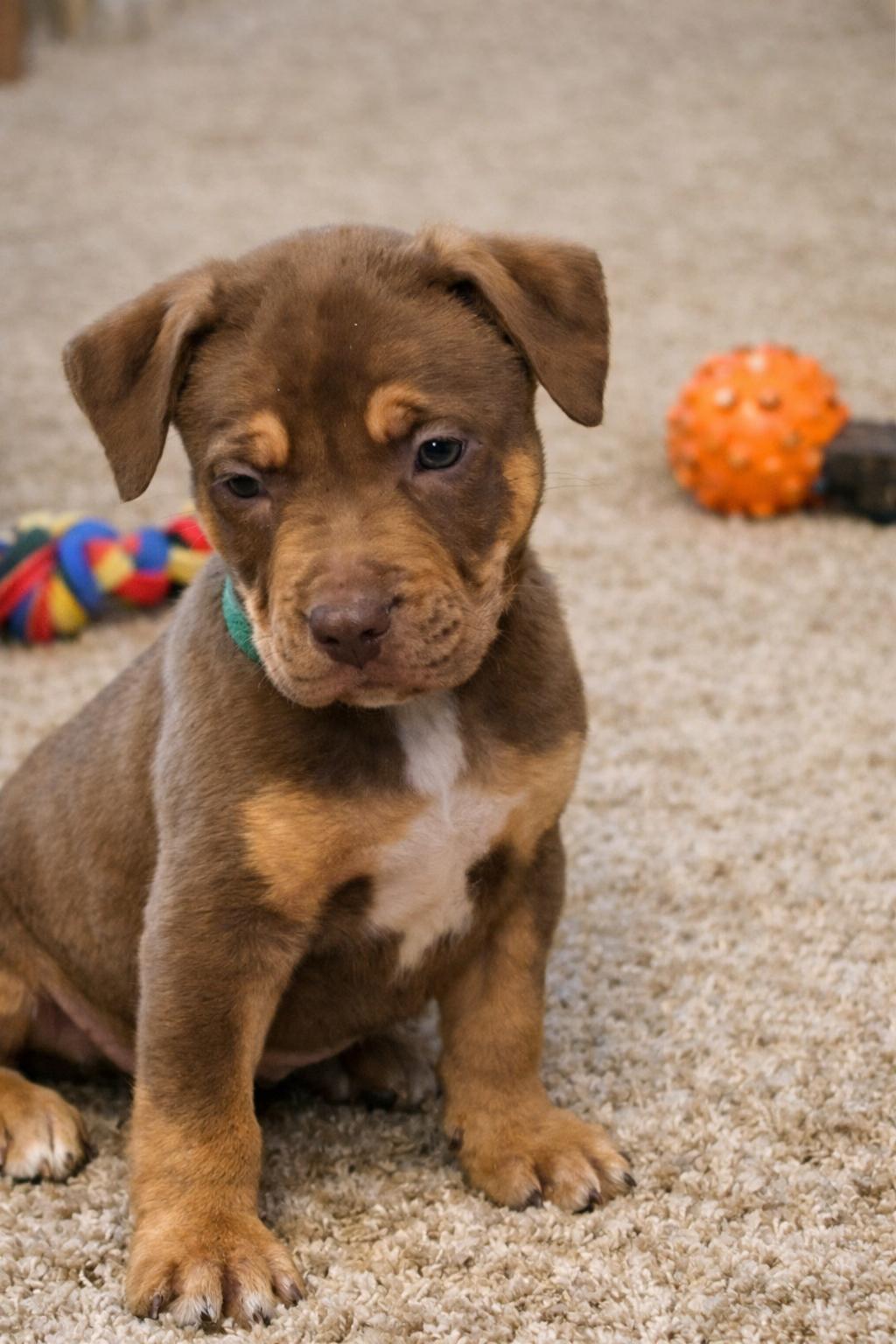 Enlarge Rolle, a Adopted mixed breed in Euless, TX image 3/3