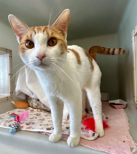 RUFUS, Adoptable, Adult Male Domestic Short Hair.