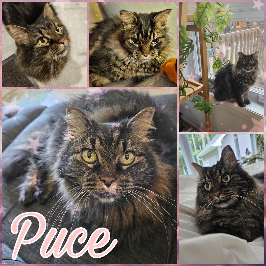 Puce, Adoptable, Senior Female Domestic Long Hair.