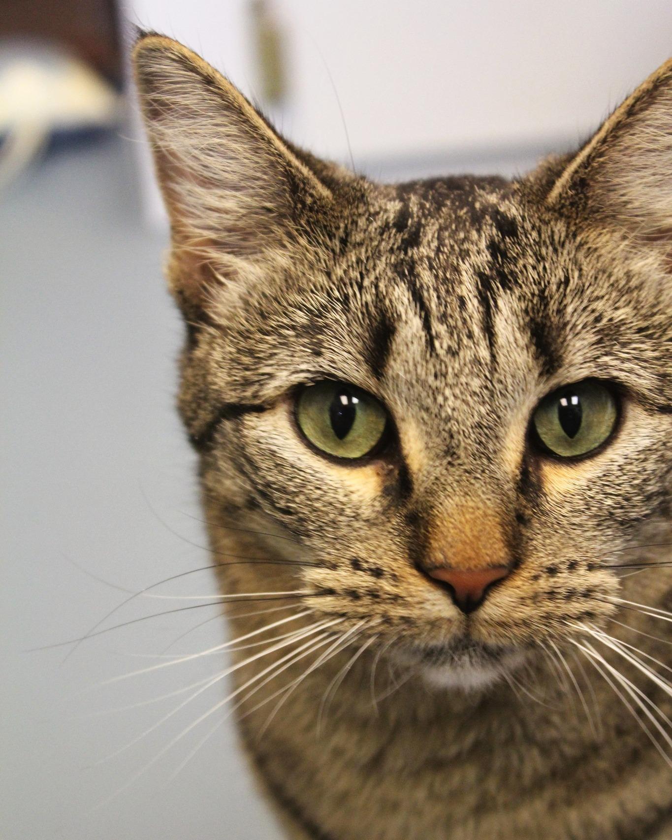 Millie, Adoptable, Adult Female Domestic Short Hair.