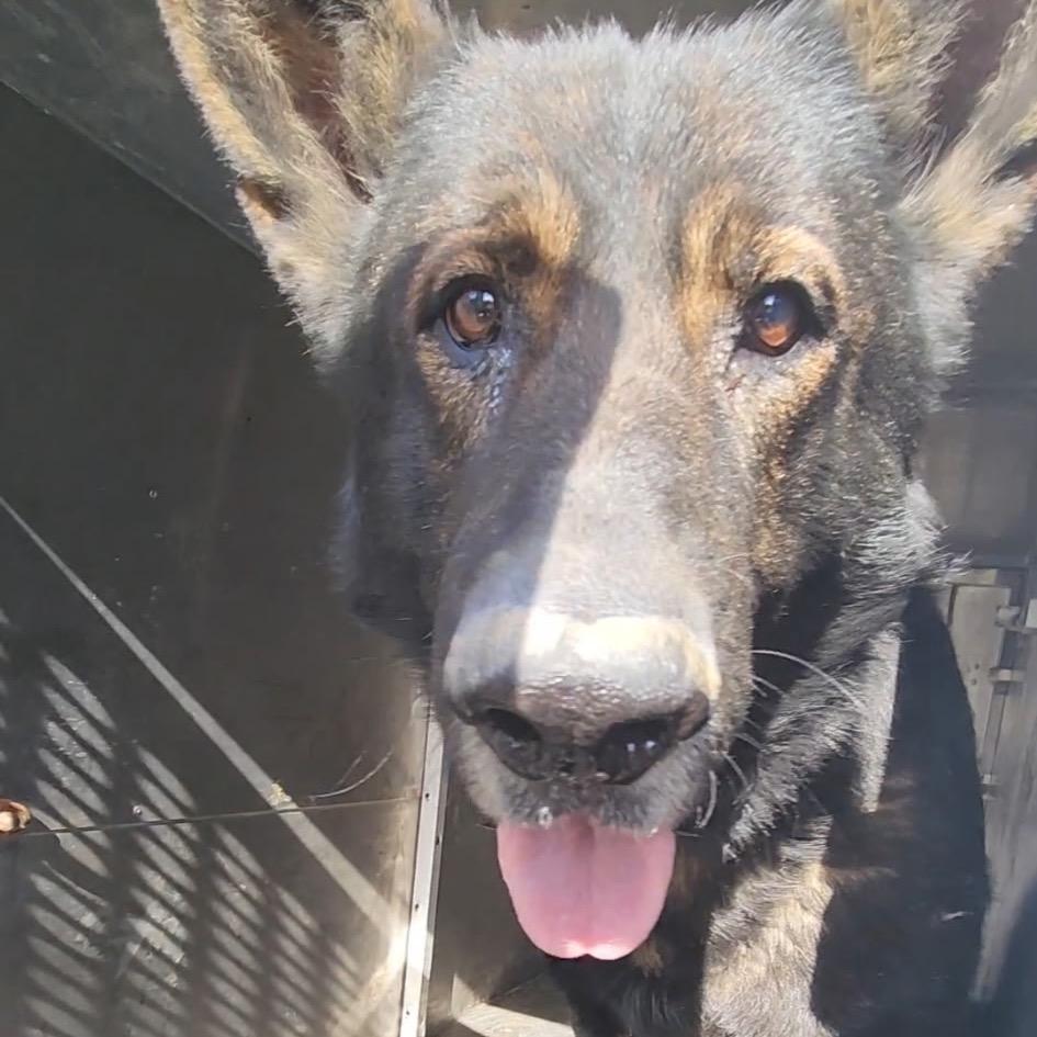 Champ — thumbnail 2