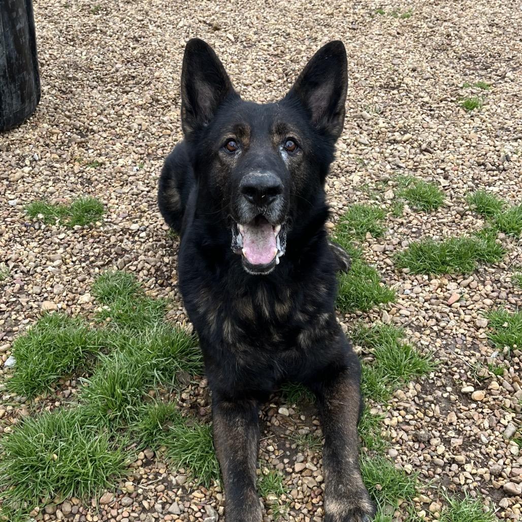 Champ — thumbnail 3