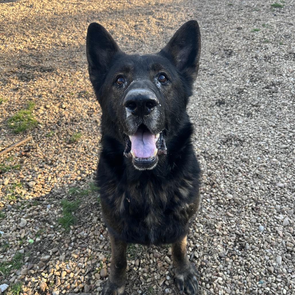 Champ — thumbnail 4