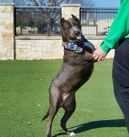 Amelia, Adoptable, Senior Female Pit Bull Terrier & Xoloitzcuintli / Mexican Hairless.