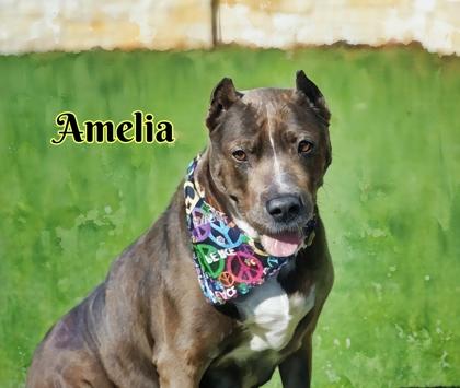 Enlarge Amelia, a Adoptable mixed breed in North Richland Hills, TX image 2/3