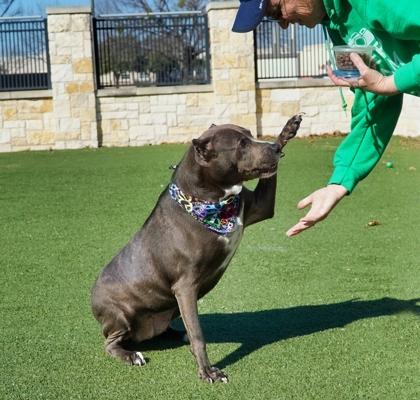 Amelia, a Adoptable mixed breed in North Richland Hills, TX image 3/3
