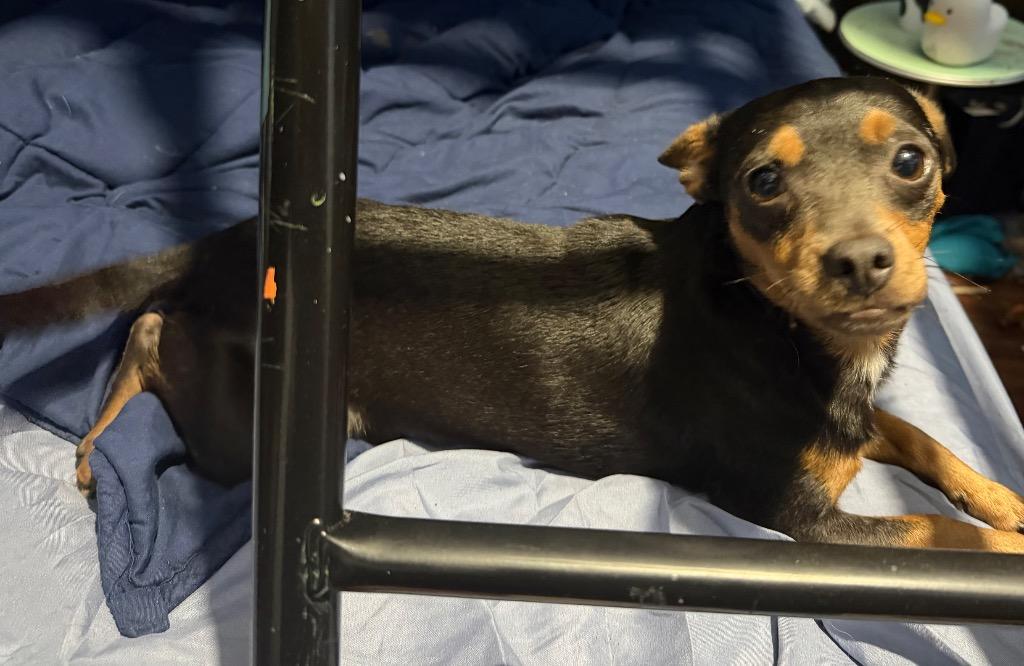 Bri, Adoptable, Young Female Chihuahua.