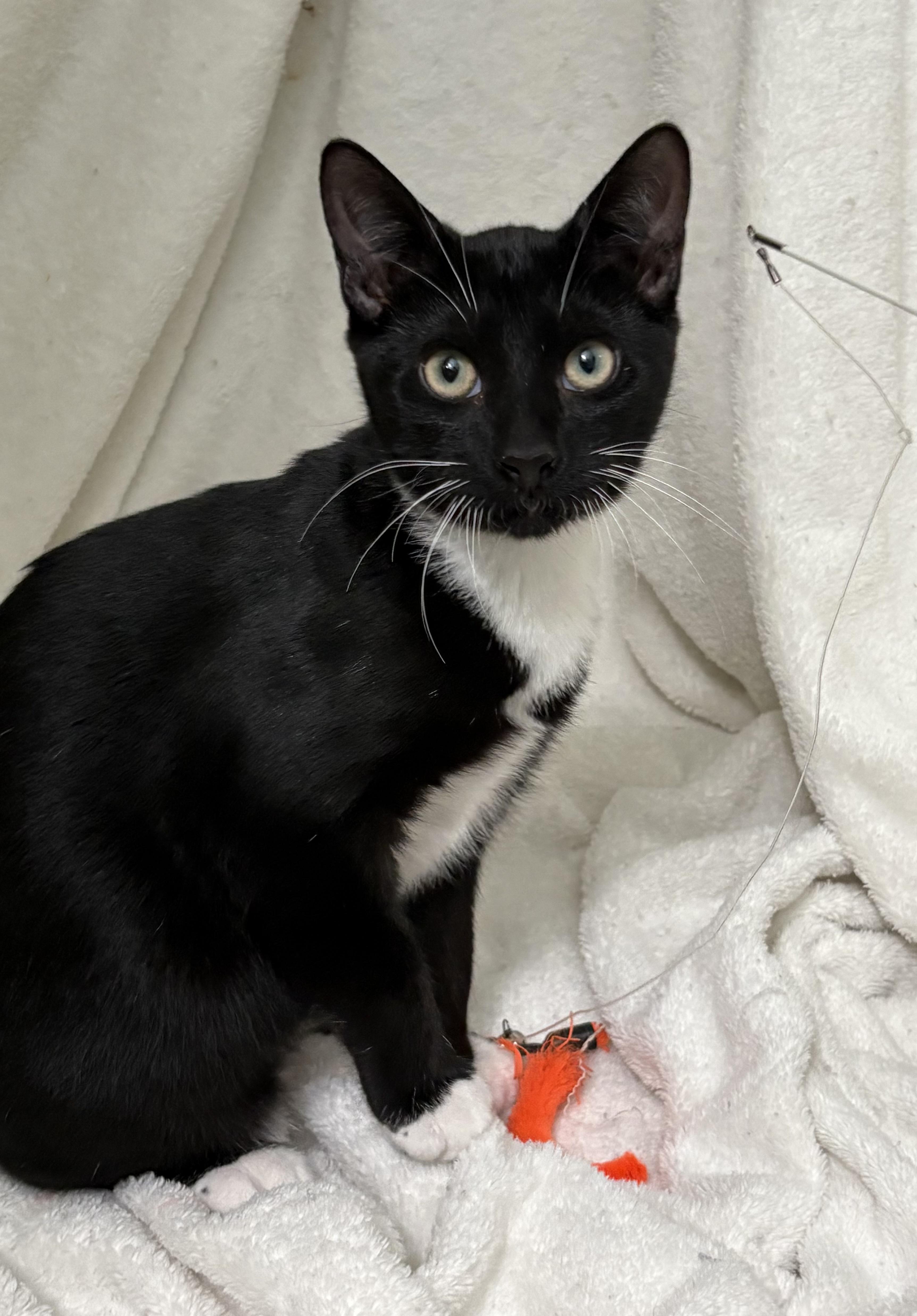 JD, a ADOPTABLE Domestic Short Hair in Brooksville, FL image 4/6