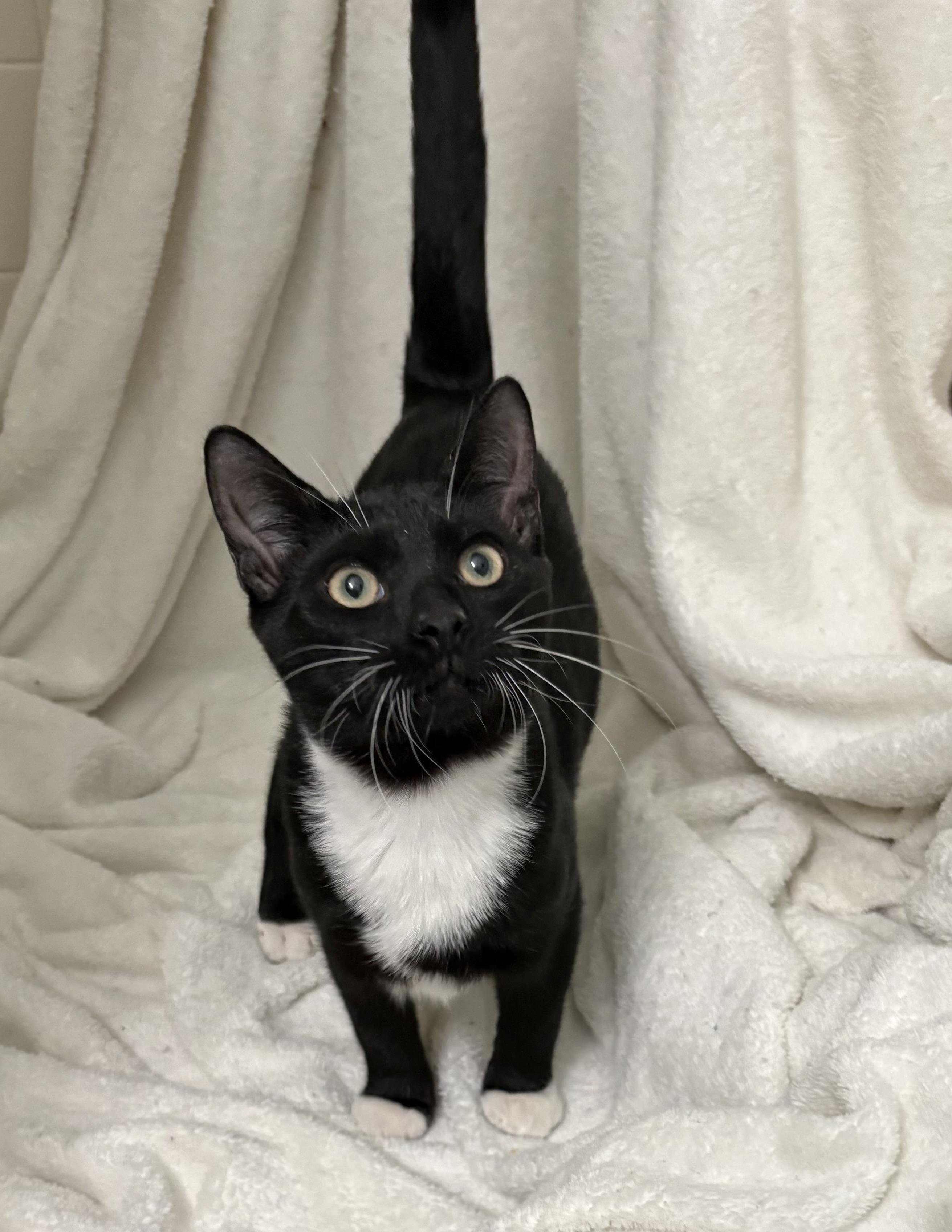 JD, a ADOPTABLE Domestic Short Hair in Brooksville, FL image 6/6