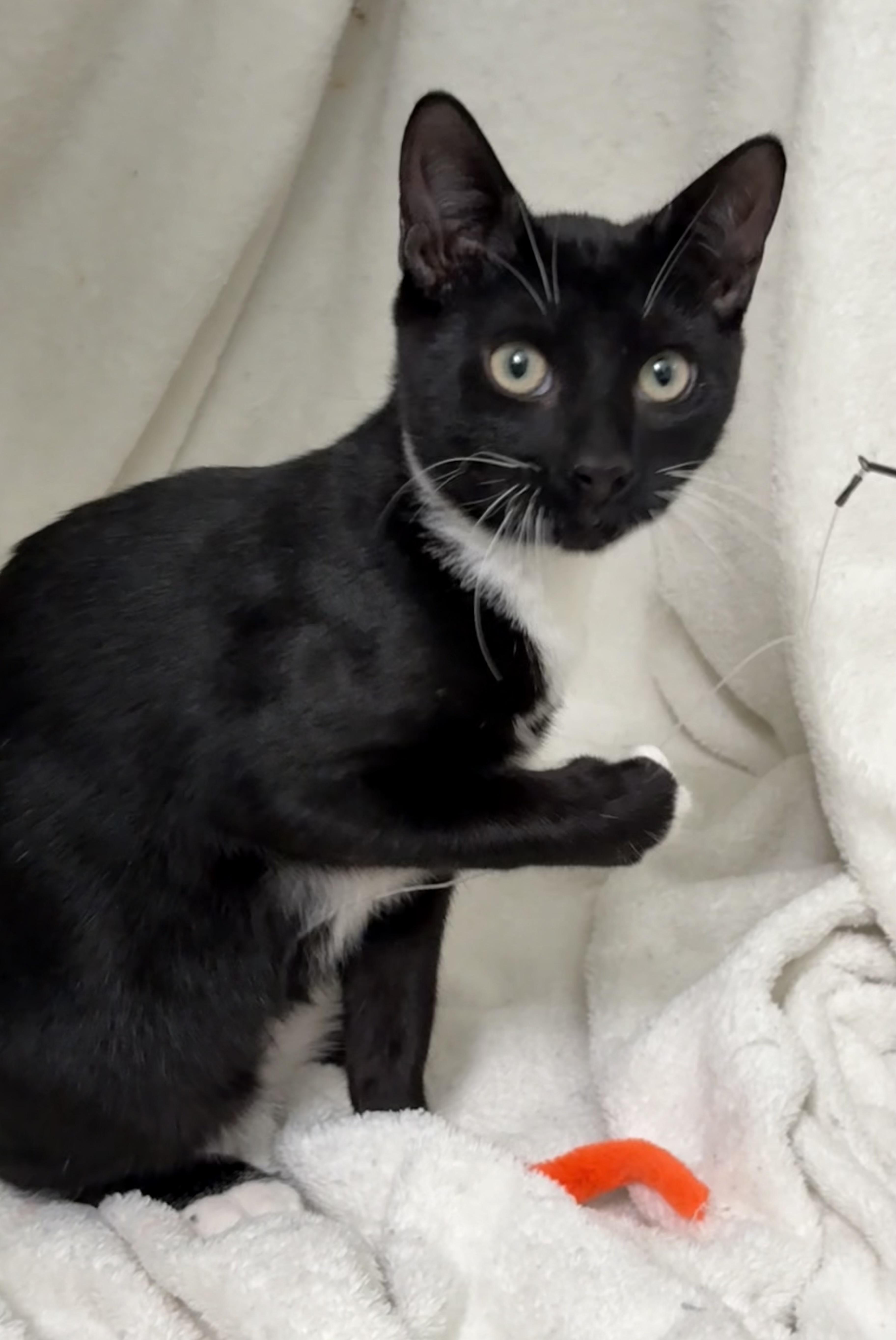 JD, a ADOPTABLE Domestic Short Hair in Brooksville, FL image 3/6