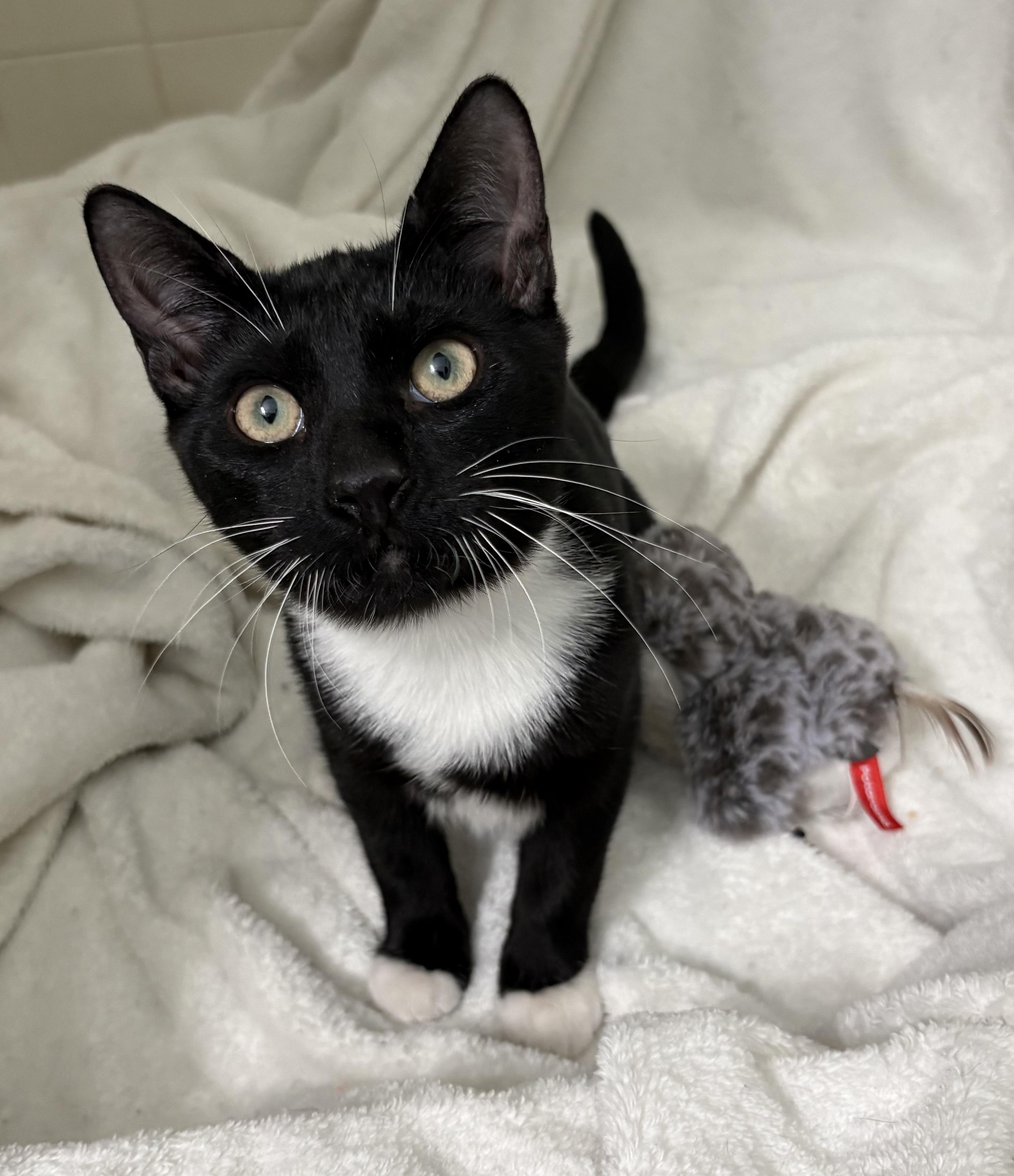 JD, a ADOPTABLE Domestic Short Hair in Brooksville, FL image 5/6