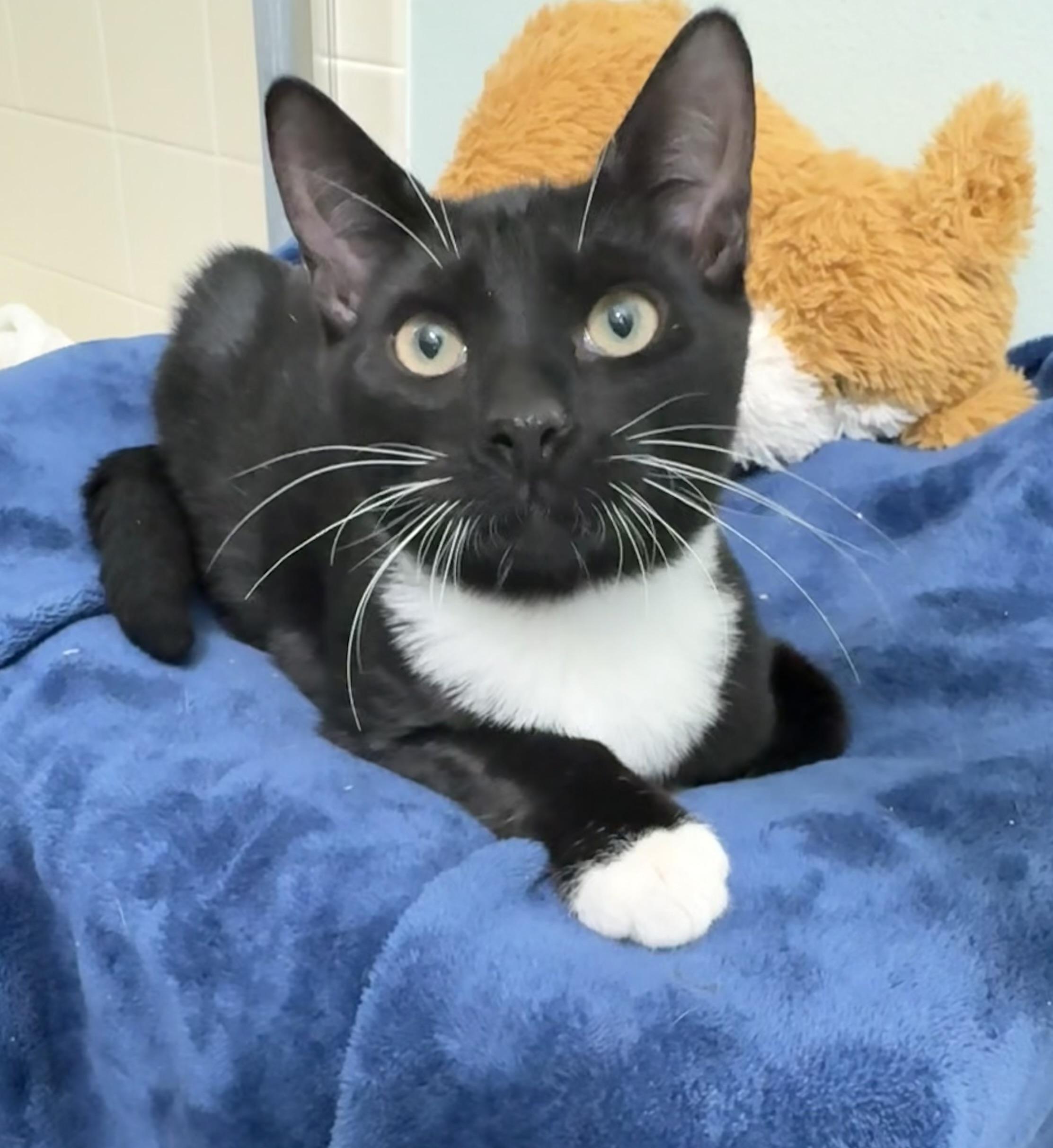 JD, ADOPTABLE, Young Male Domestic Short Hair.