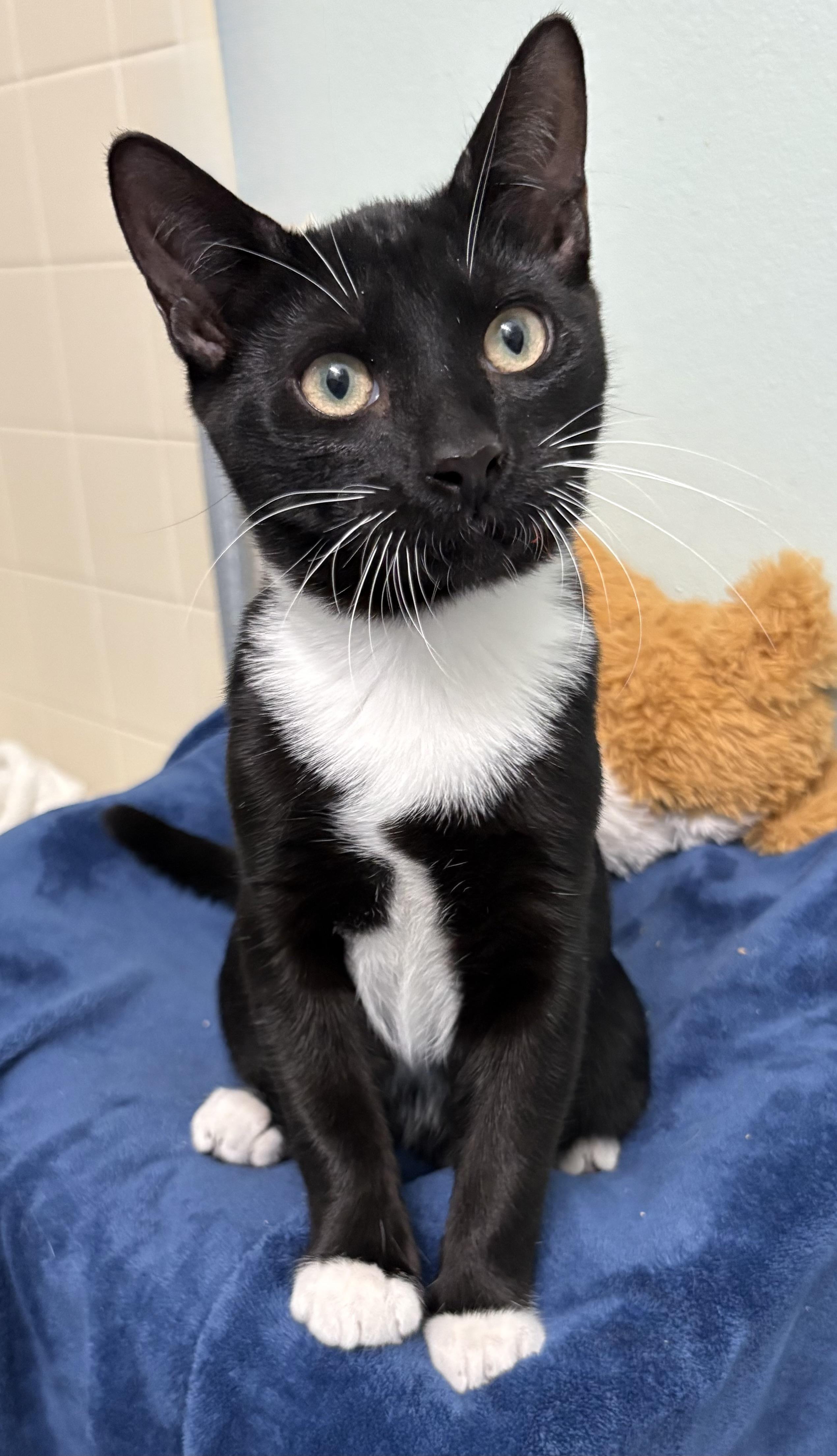 JD, a ADOPTABLE Domestic Short Hair in Brooksville, FL image 2/6