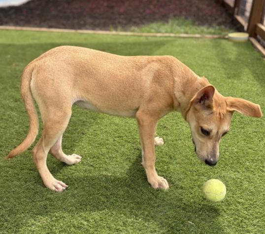 Enlarge Mandy, a Adoptable Shepherd in Boston, MA image 4/4
