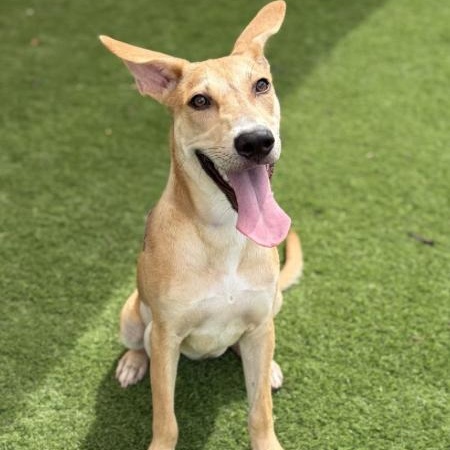 Enlarge Mandy, a Adoptable Shepherd in Boston, MA image 1/4
