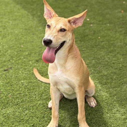 Enlarge Mandy, a Adoptable Shepherd in Boston, MA image 2/4