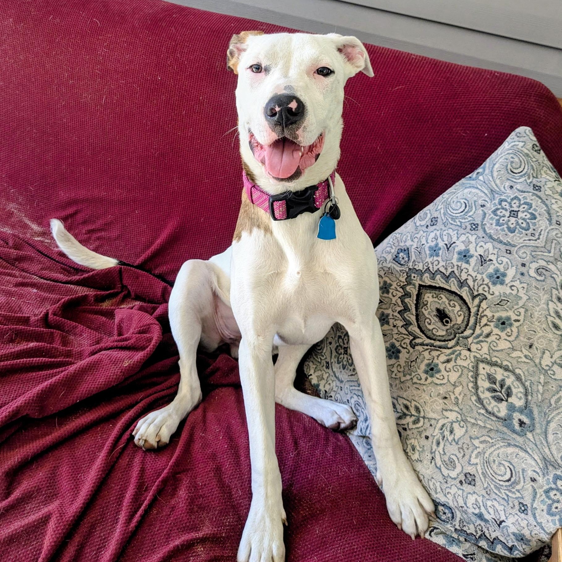 Enlarge Widow Jane, an adoptable mixed breed in Pensacola, FL image 1/6