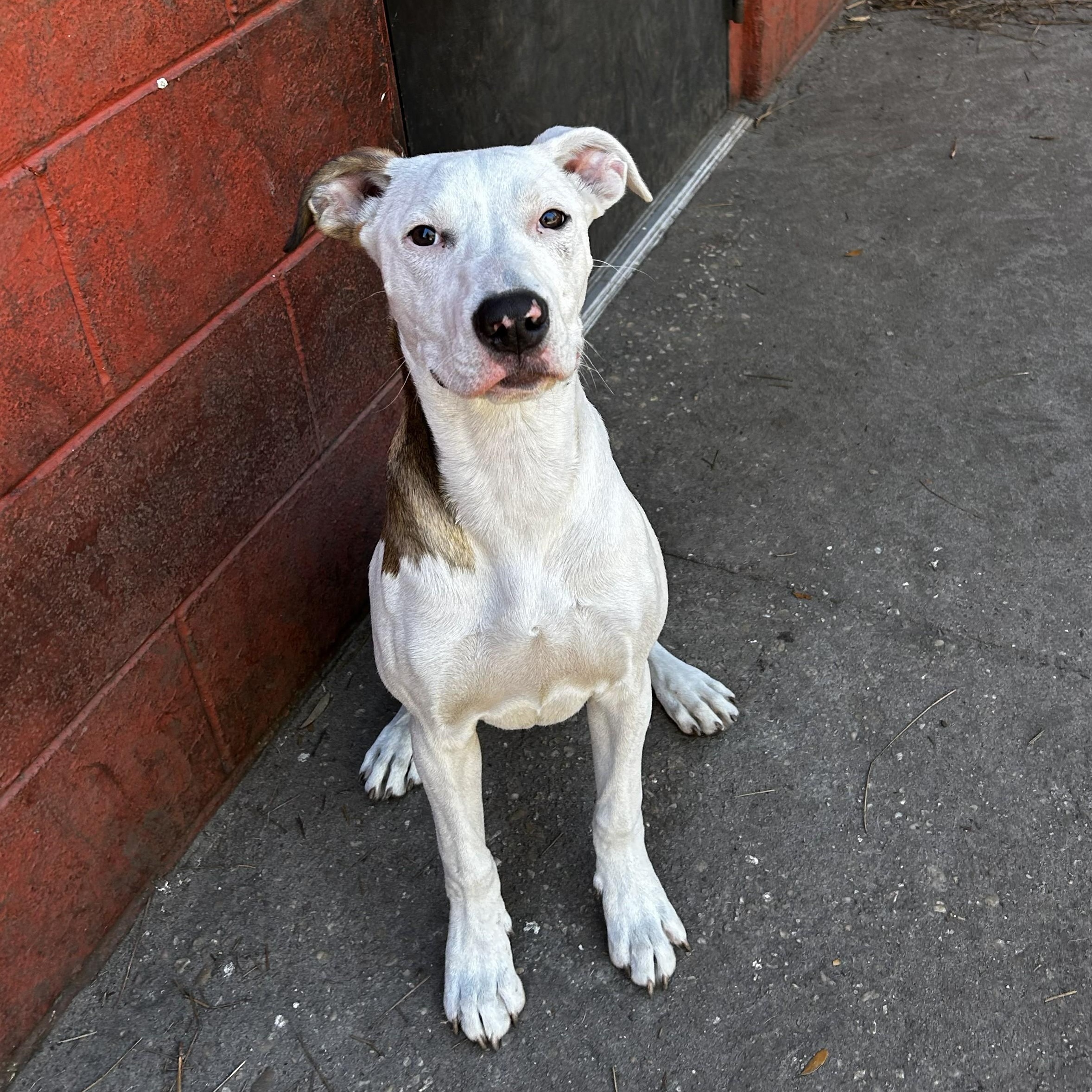 Widow Jane, adoptable, Young Female American Bully & Hound.
