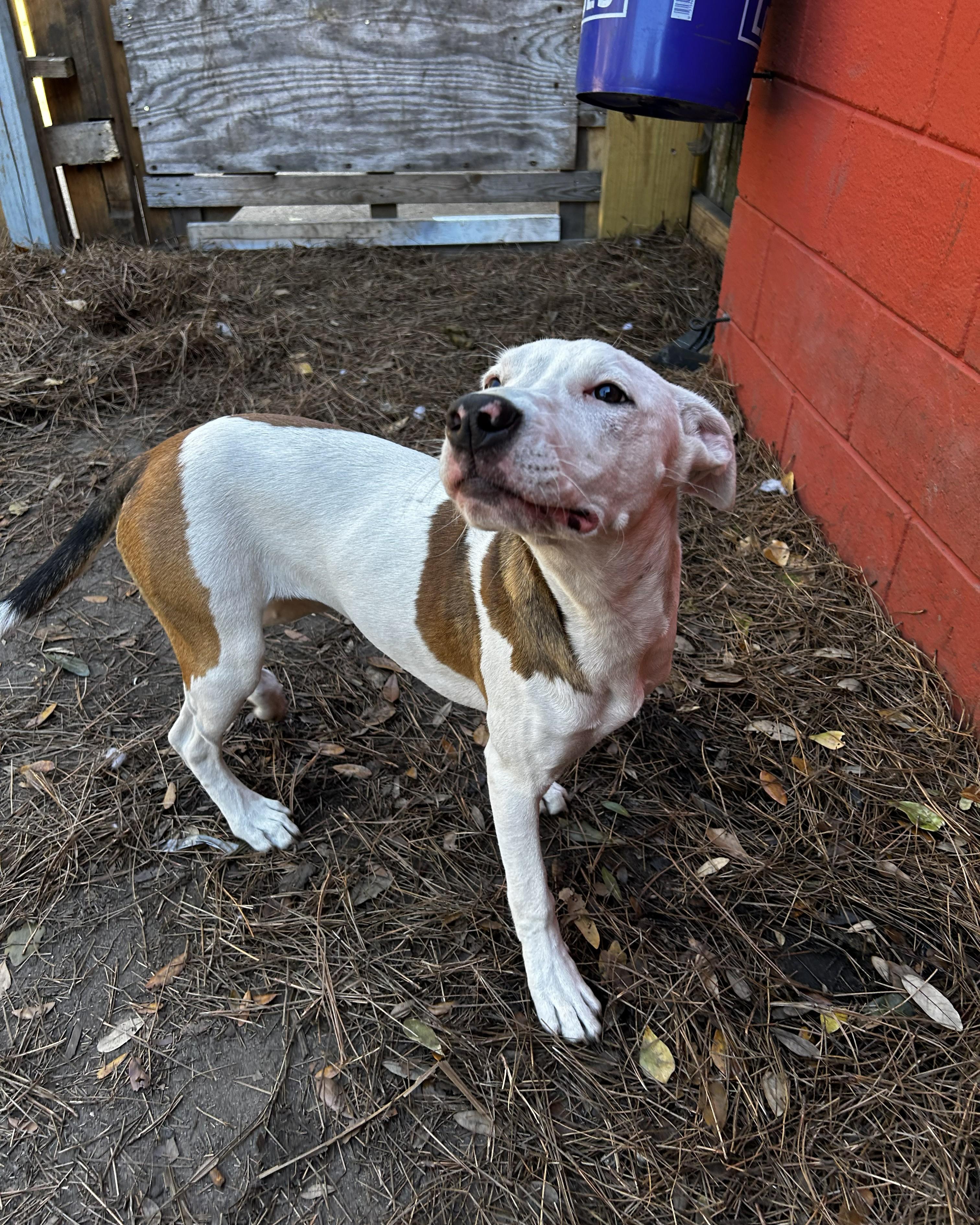 Enlarge Widow Jane, an adoptable mixed breed in Pensacola, FL image 2/6