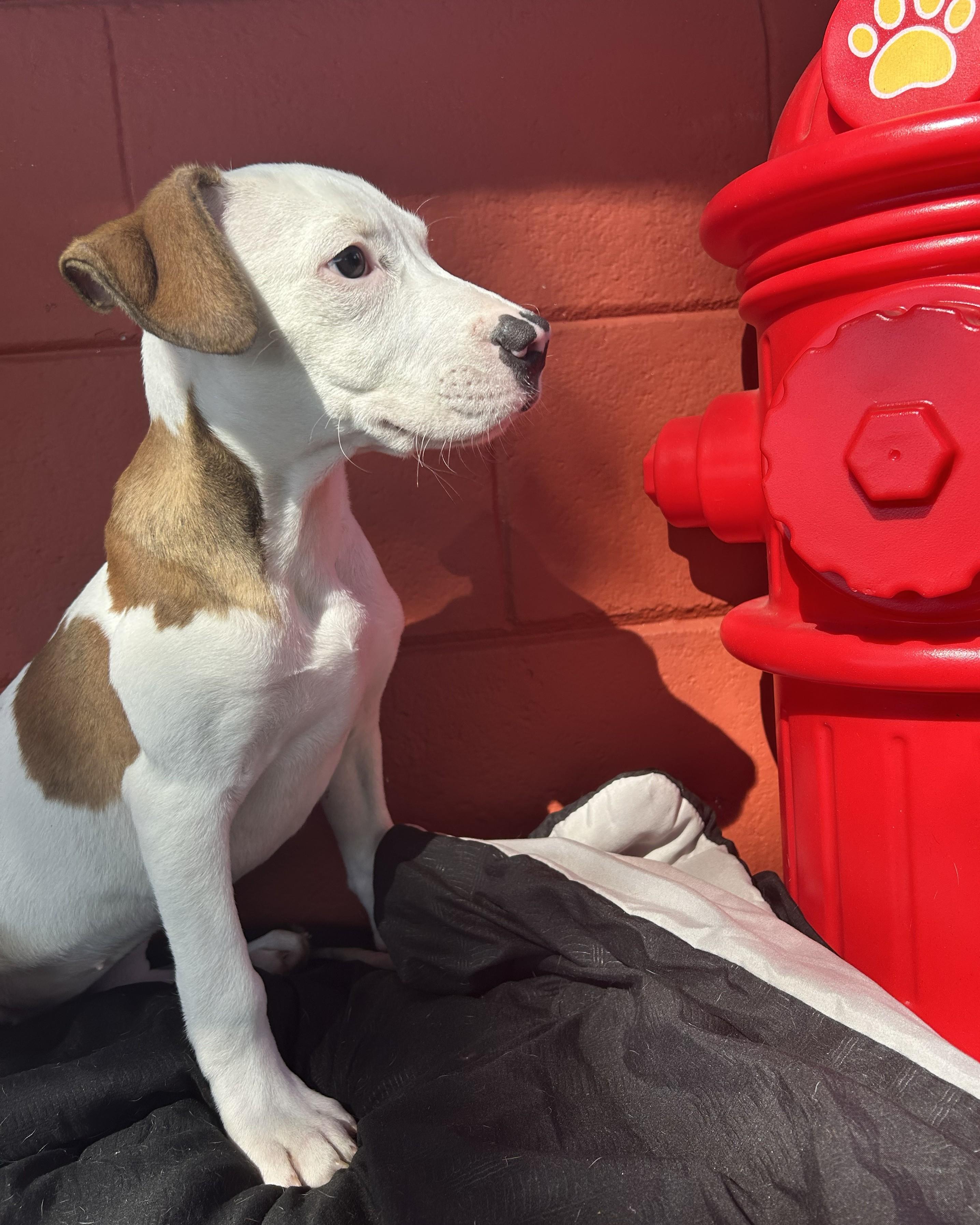 Enlarge Widow Jane, a Adoptable mixed breed in Pensacola, FL image 3/6