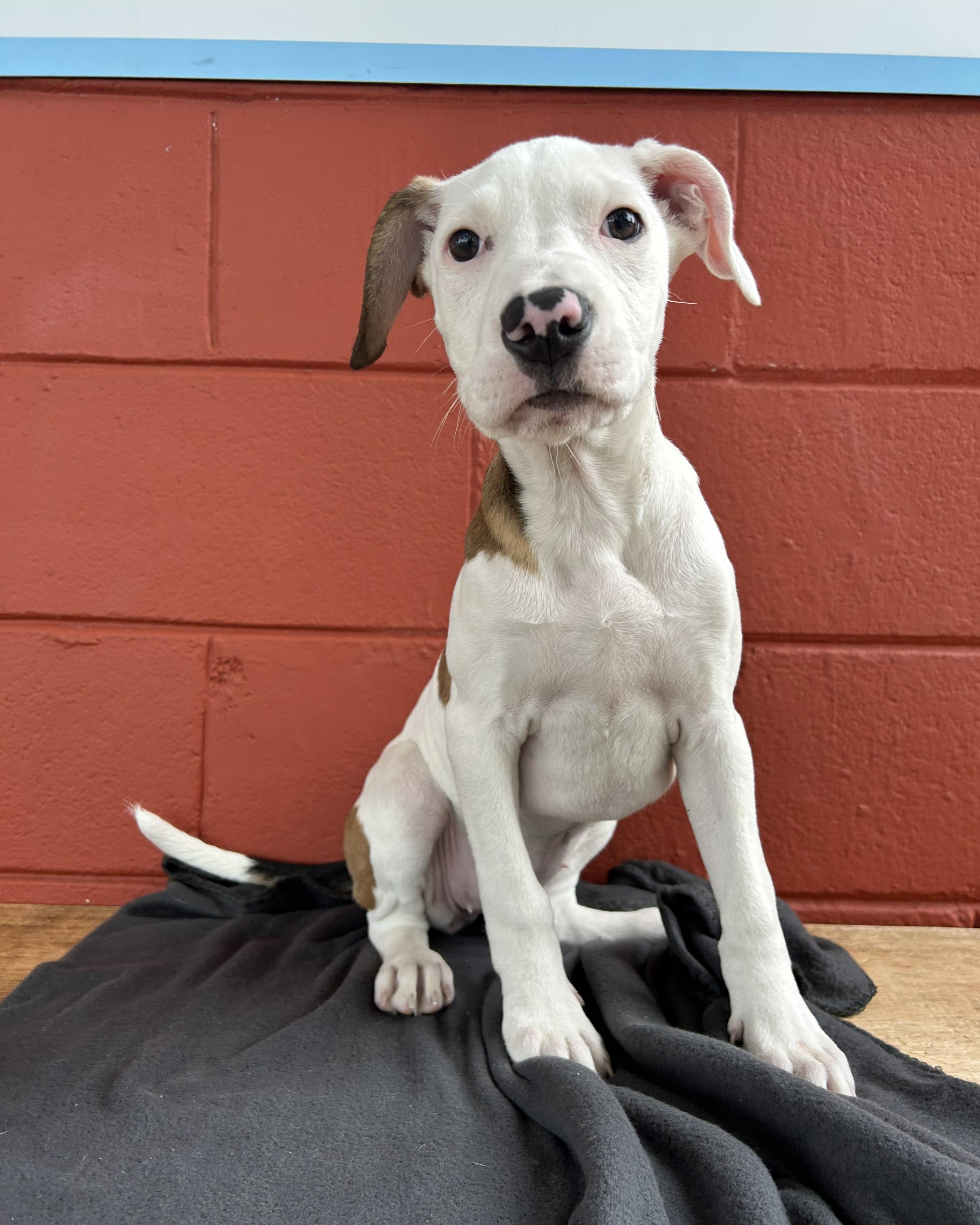 Enlarge Widow Jane, a Adoptable mixed breed in Pensacola, FL image 2/6