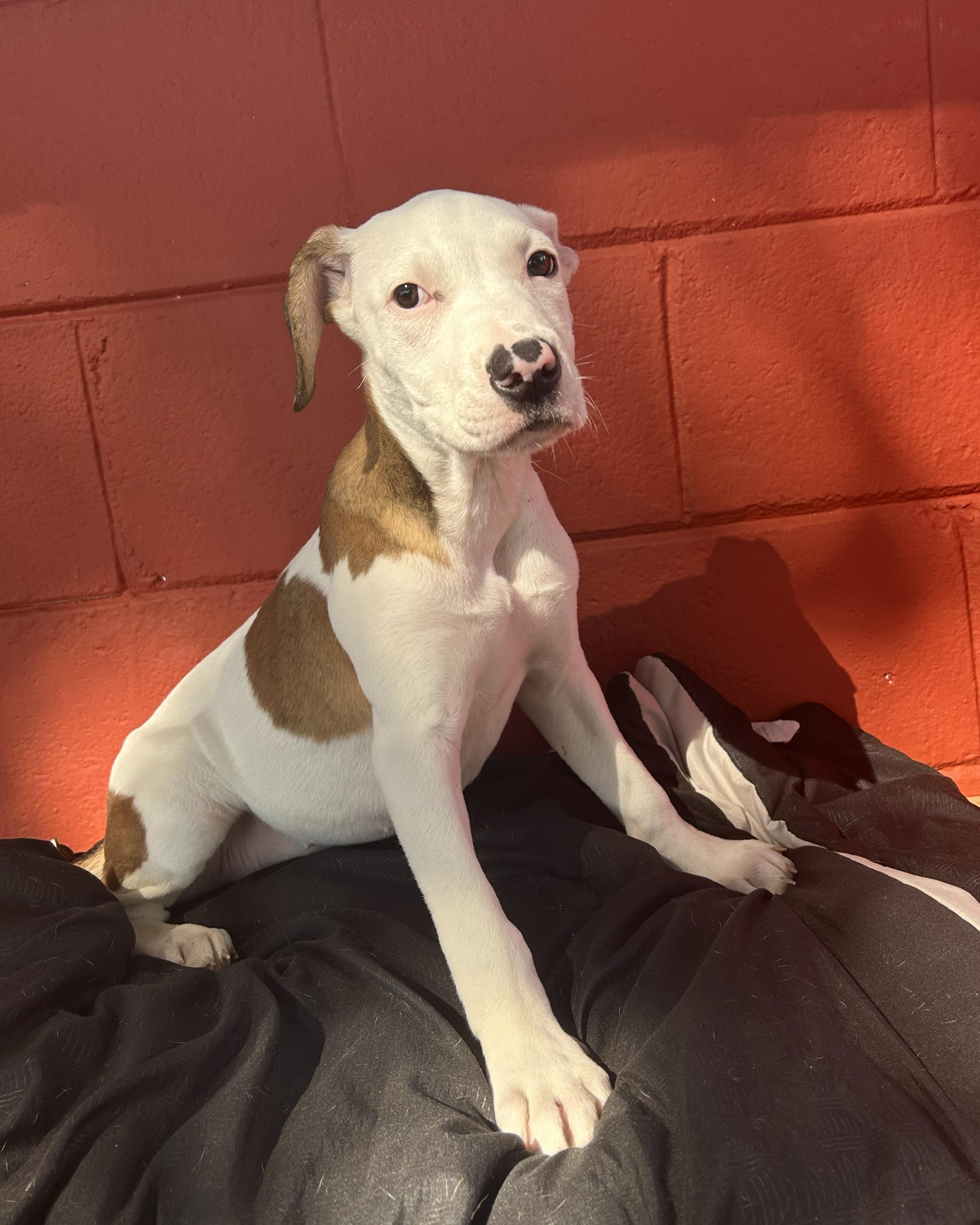 Enlarge Widow Jane, a Adoptable mixed breed in Pensacola, FL image 4/6