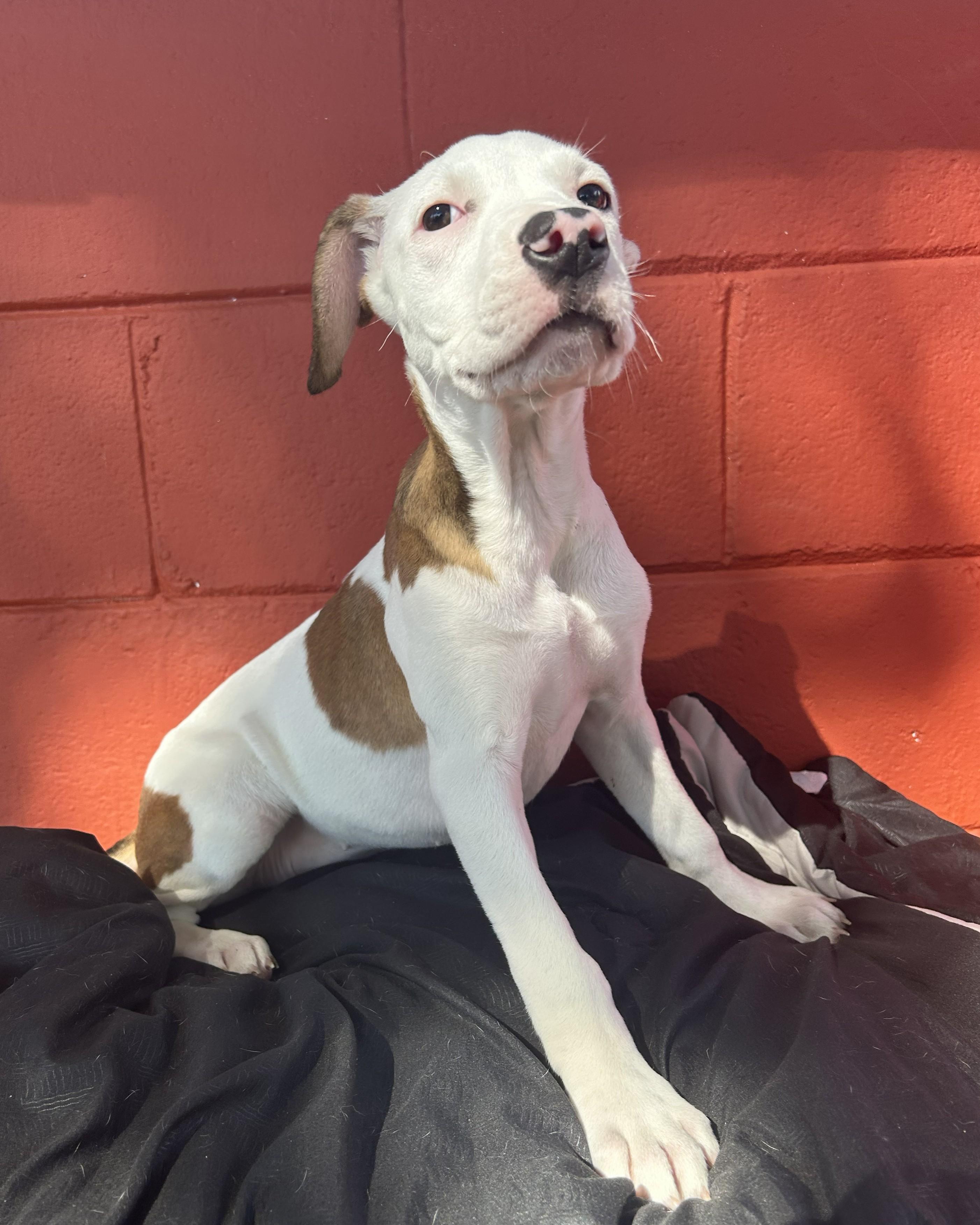 Enlarge Widow Jane, a Adoptable mixed breed in Pensacola, FL image 5/6