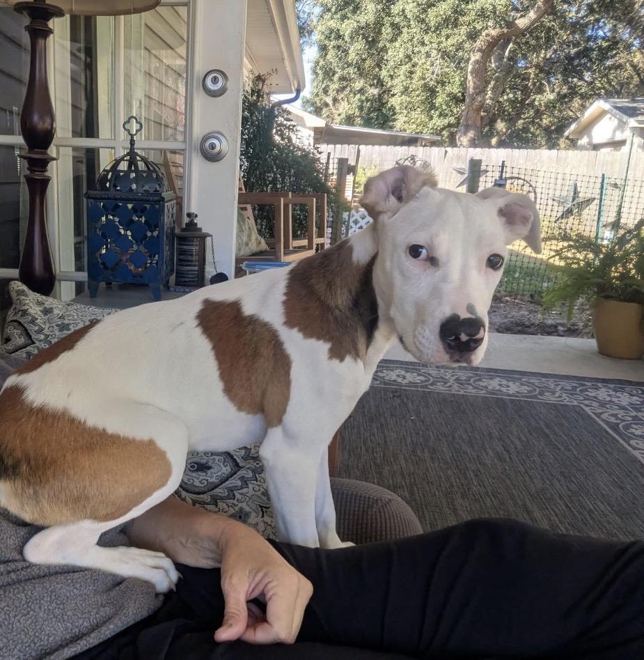 Widow Jane, Adoptable, Young Female American Bully & Hound.