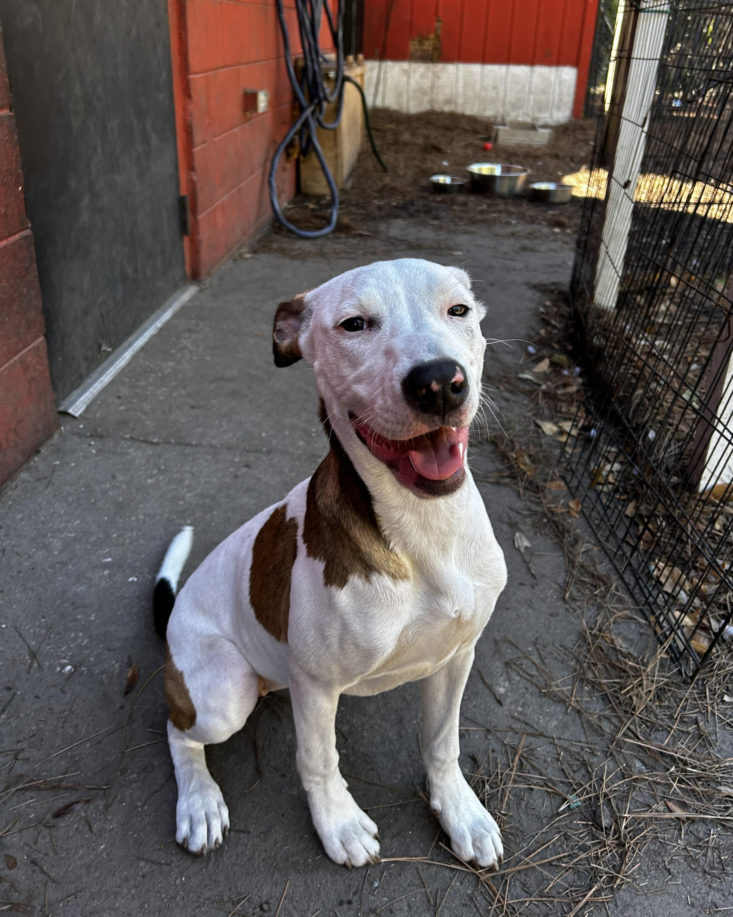 Enlarge Widow Jane, an adoptable mixed breed in Pensacola, FL image 3/6