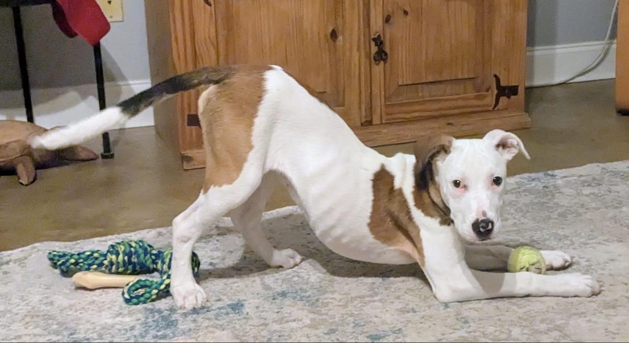 Enlarge Widow Jane, a Adoptable mixed breed in Pensacola, FL image 6/6