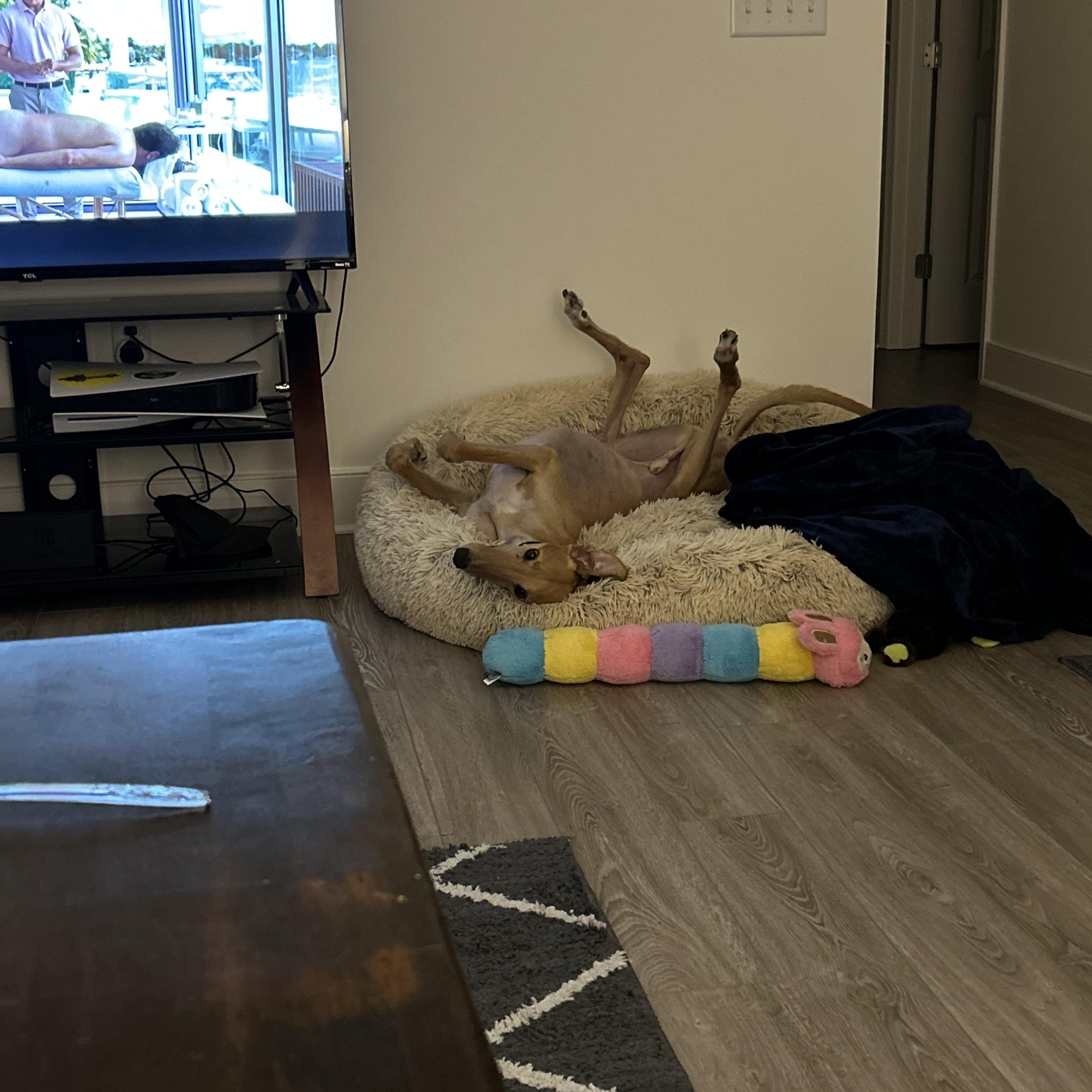 Enlarge Teaser's Trick , an adoptable Greyhound in Allentown, PA image 4/6