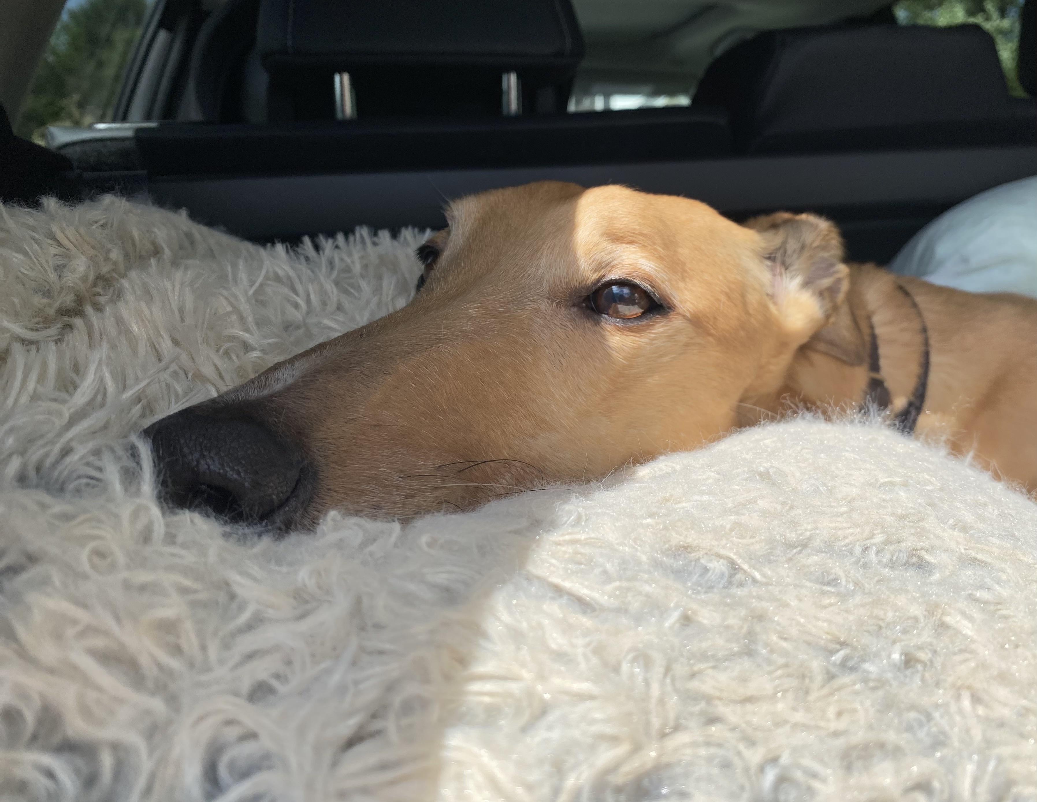 Enlarge Teaser's Trick , an adoptable Greyhound in Allentown, PA image 5/6