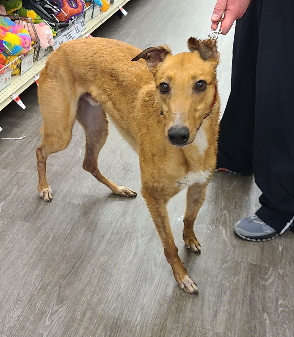 Enlarge Teaser's Trick , an adoptable Greyhound in Allentown, PA image 1/6