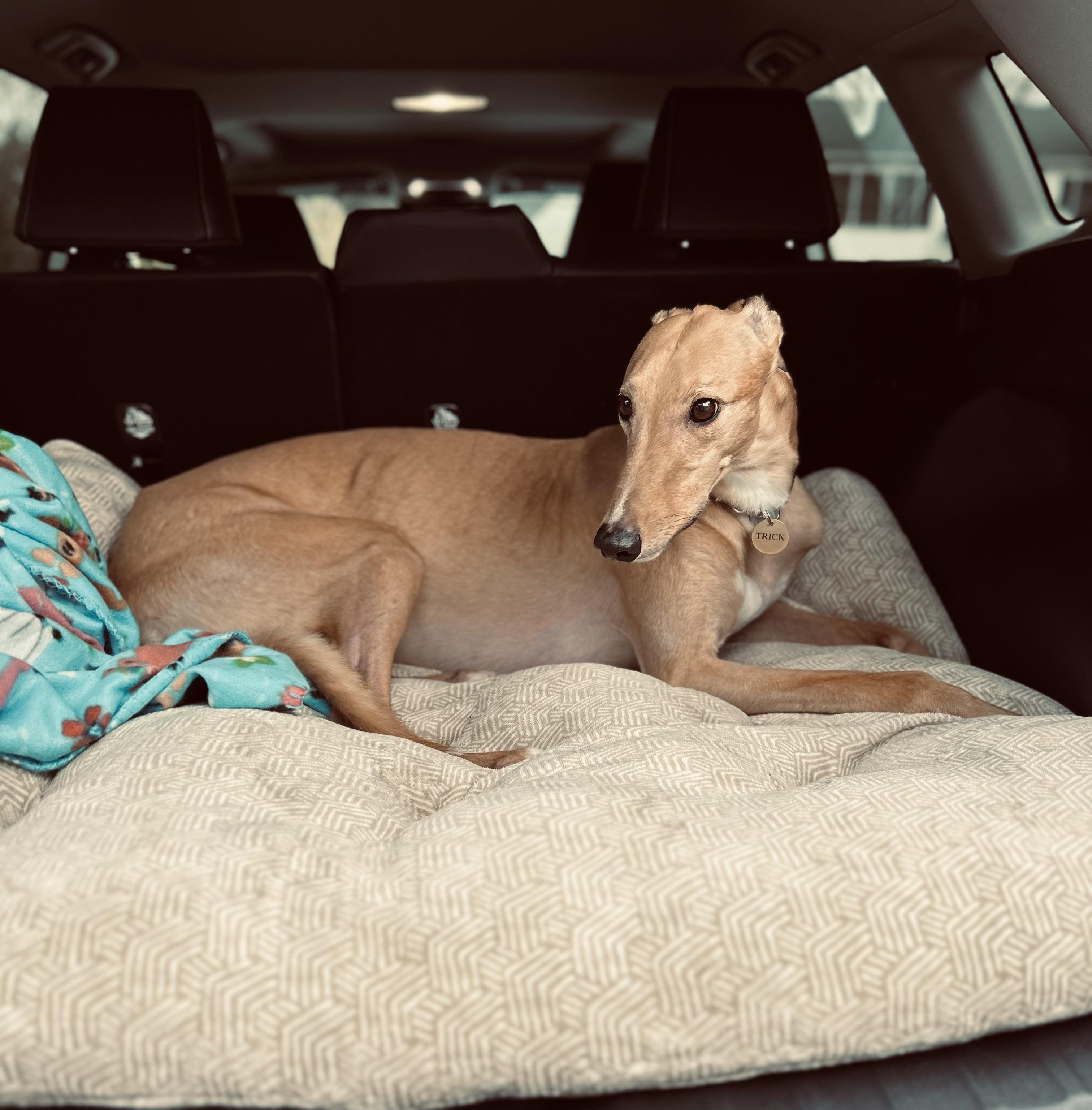 Enlarge Teaser's Trick , an adoptable Greyhound in Allentown, PA image 6/6