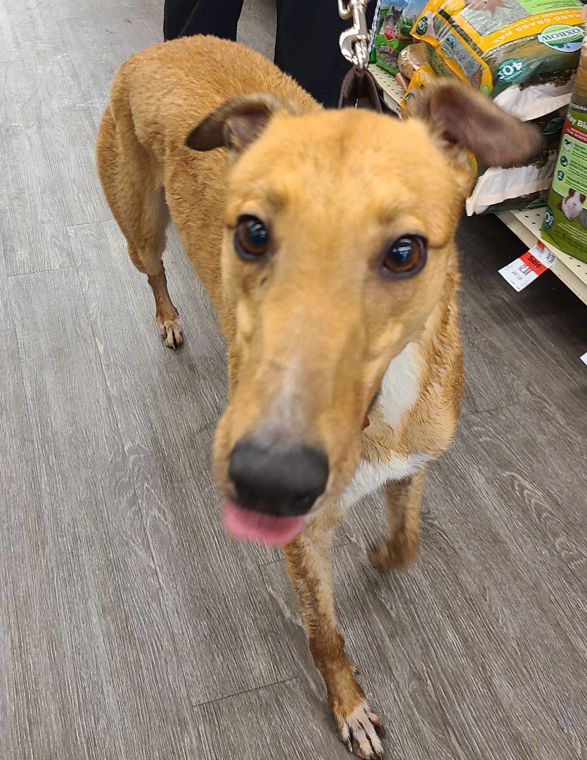 Enlarge Teaser's Trick , an adoptable Greyhound in Allentown, PA image 3/6