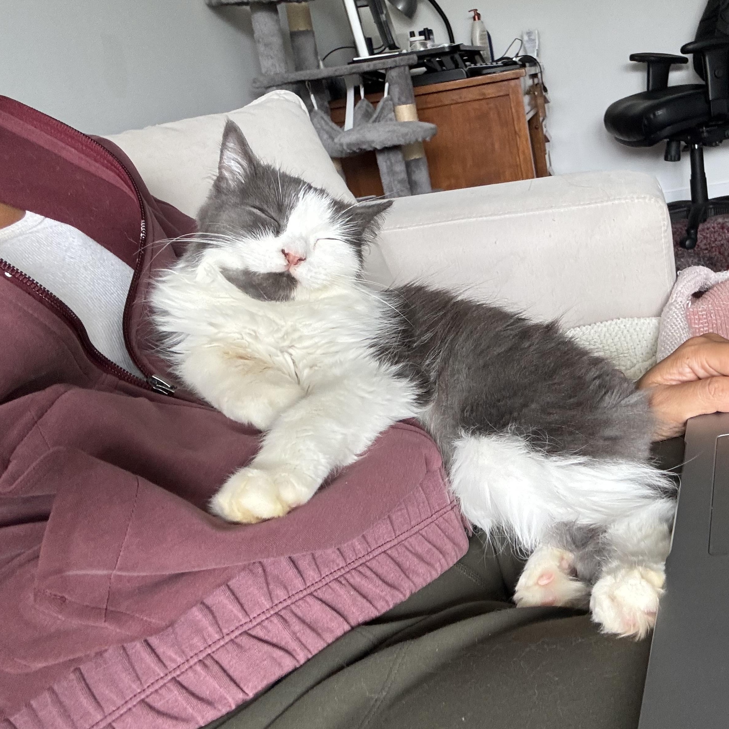 Enlarge Camilla - ABEER ABU-AWAD, a Adopted mixed breed in Brampton, ON image 6/6