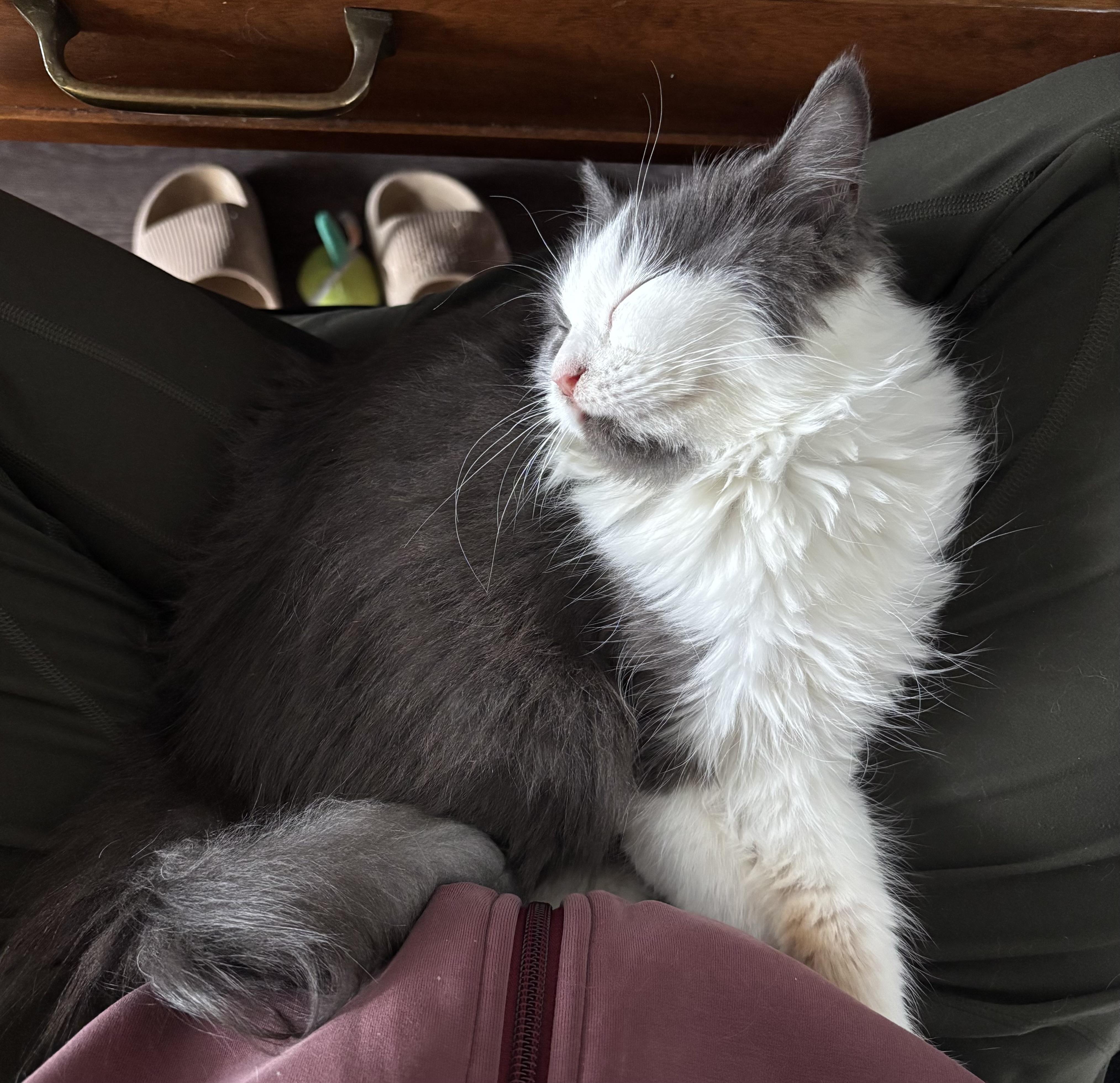 Enlarge Camilla - ABEER ABU-AWAD, a Adopted mixed breed in Brampton, ON image 4/6
