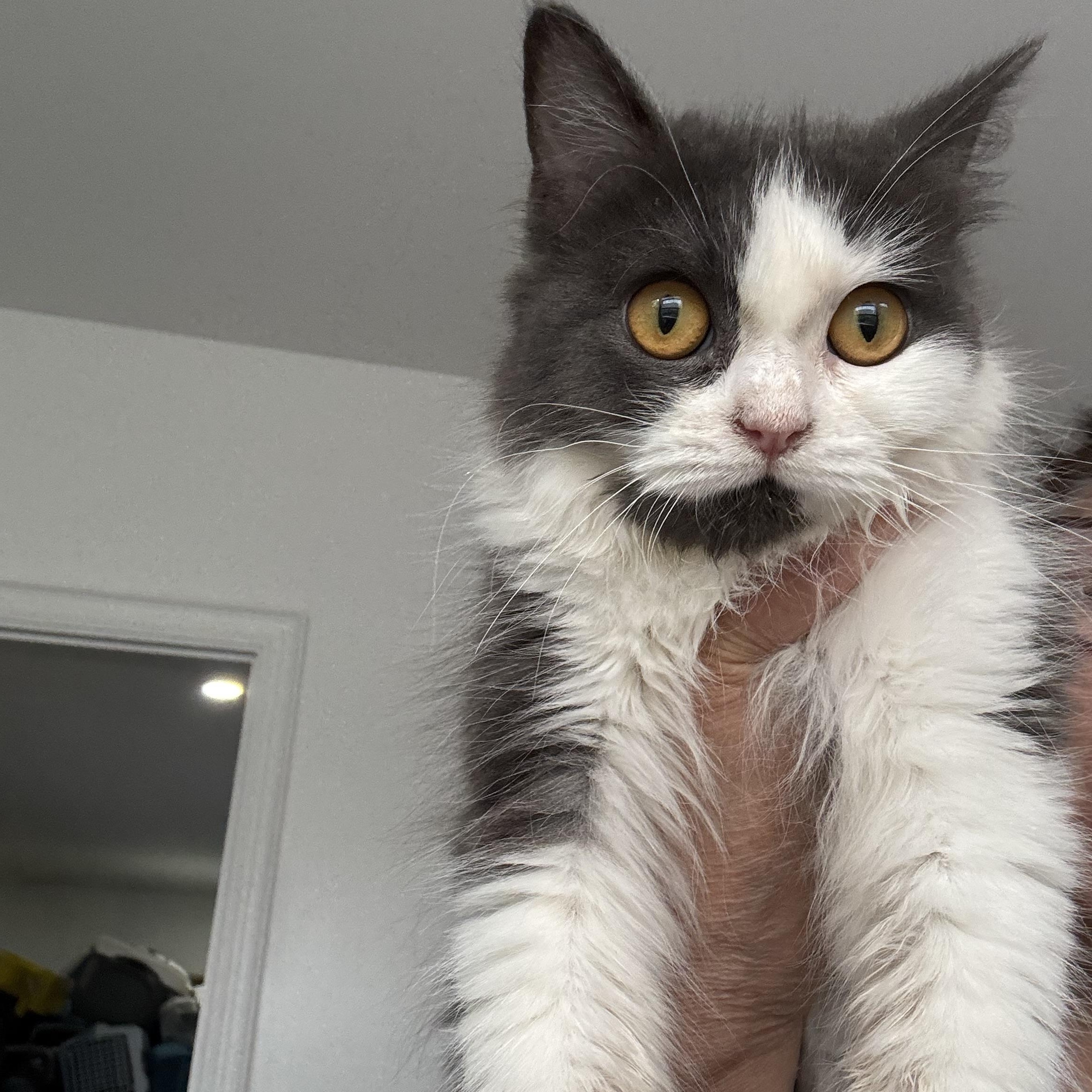 Enlarge Camilla - ABEER ABU-AWAD, a Adopted mixed breed in Brampton, ON image 1/6