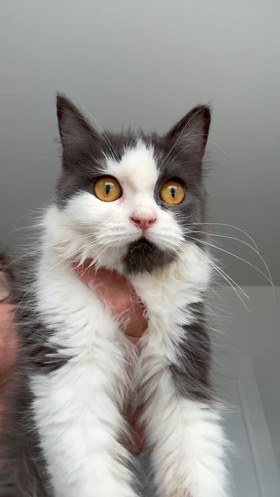 Enlarge Camilla - ABEER ABU-AWAD, a Adopted mixed breed in Brampton, ON video 2/6